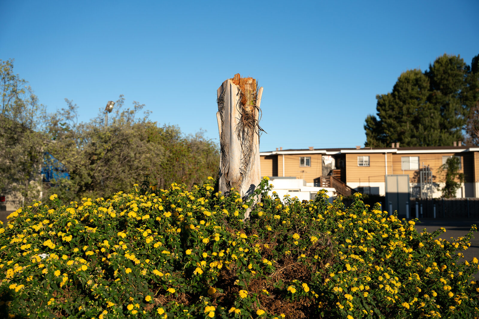 Oakland stump amid flowers - Florence Middleton