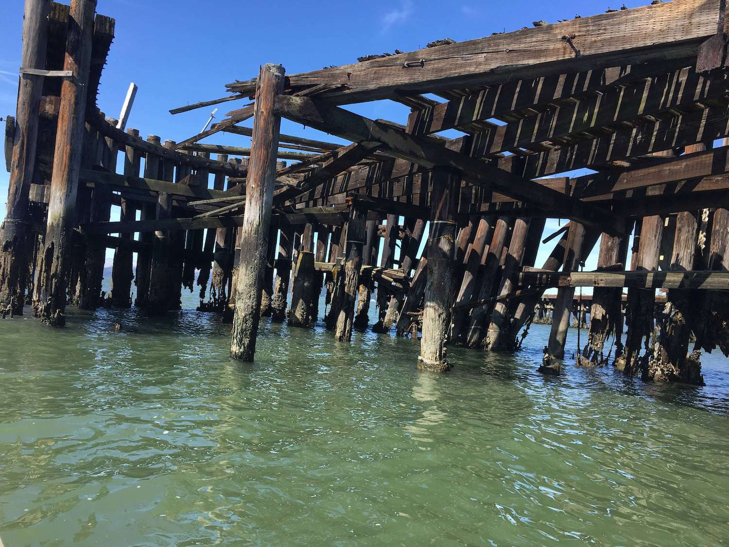 Make Way for Eelgrass: Dilapidated, Unsafe, Toxic Old Pier to Be Removed at Last