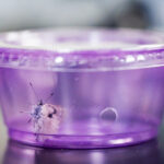 butterfly in salsa container