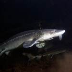 White sturgeon swimming