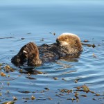 California Sea Otter Floating and Closing Its Eyes Surrounded By Kelp