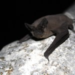 Mexican free-tailed bat resting on a rock with its wings out