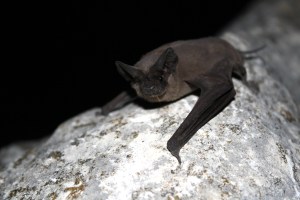 Mexican free-tailed bat resting on a rock with its wings out