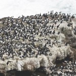 Hundreds of common murres gather on a rock.