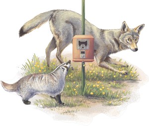 A drawing of a coyote and a raccoon around a camera trap