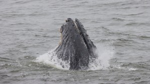 A humpback whale's mouth closes