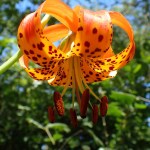 A Pitkin Marsh lily
