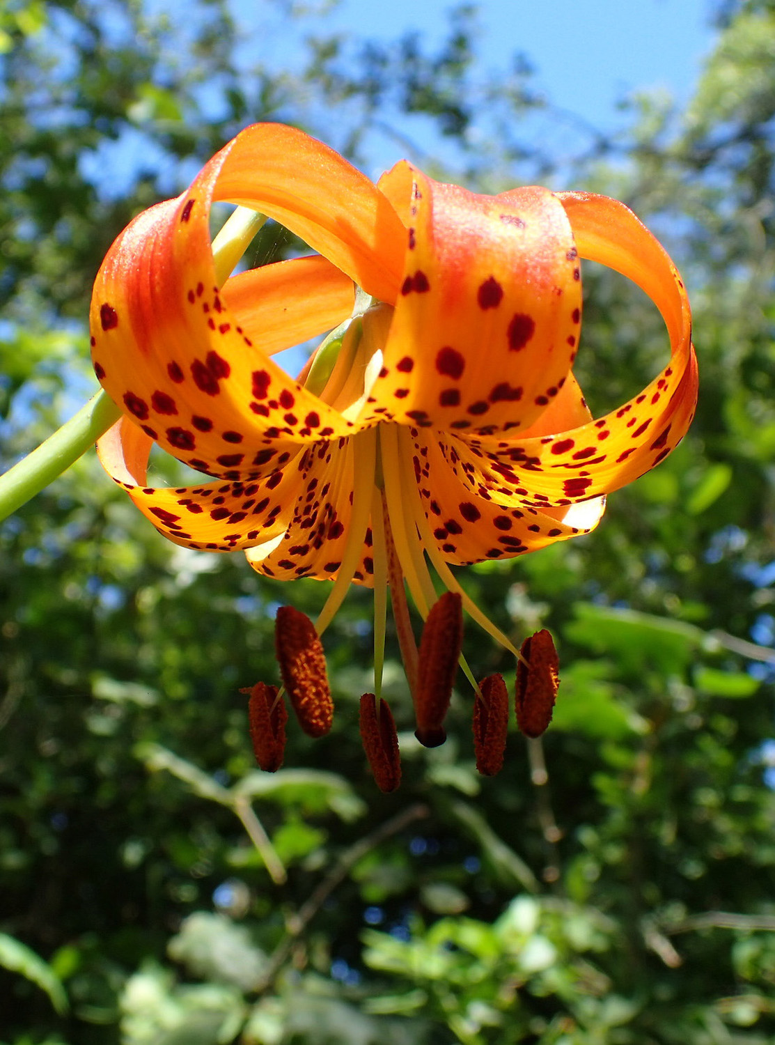 A Lifeline for Three Endangered Wildflowers