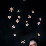 Sunflower sea stars on a black background