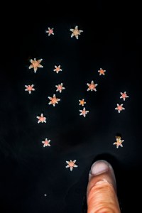 Sunflower sea stars on a black background