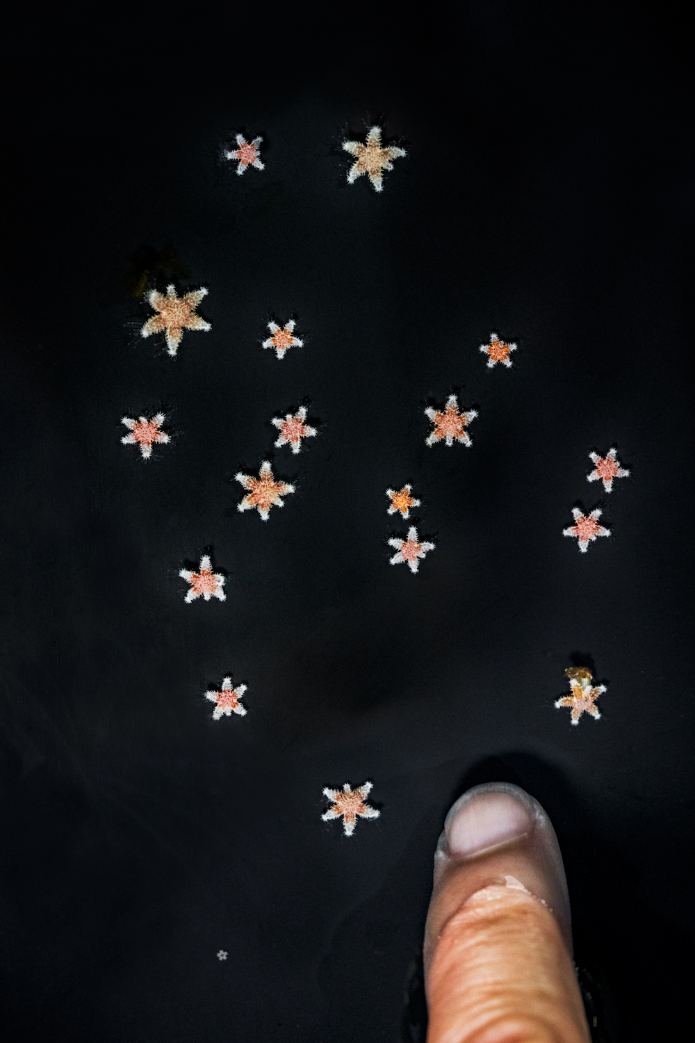 Raising Hungry Sea Star Babies Is No Cinch