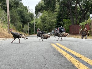 wild turkeys cross a road