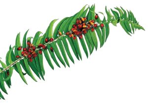 A drawing of convergent lady beetles on a leaf