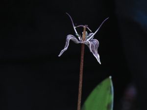A fetid adder's-tongue in bloom against a dark background