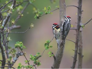 Two woodpeckers on a tree