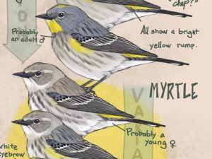 A diagram providing help in warbler identification