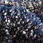 A densely-packed mussel bed in Bodega Bay in 2012