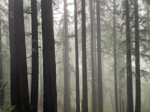 A photo of the redwoods in fog