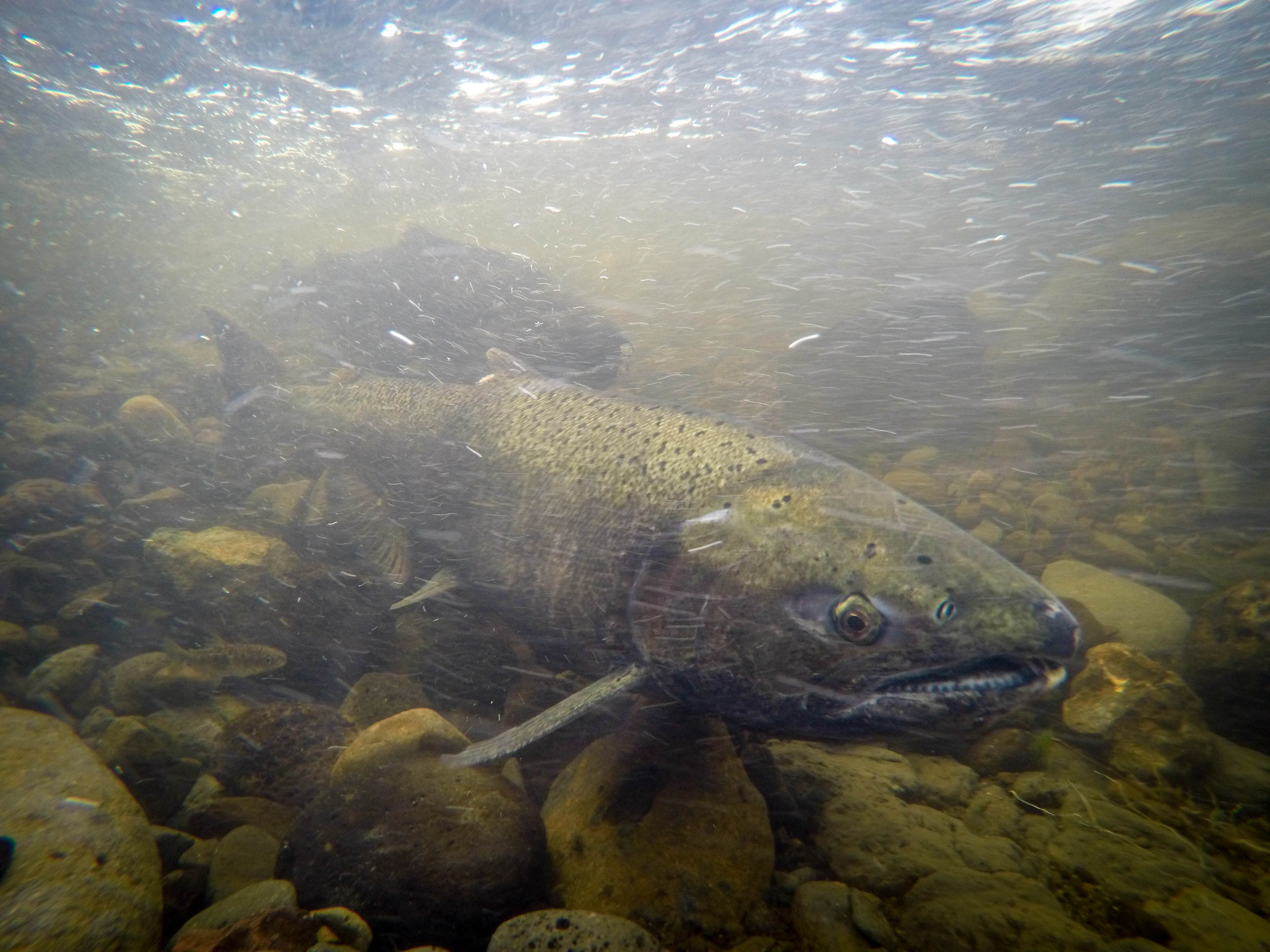 How Trump’s Attack on Environmental Programs Is Already Affecting Local Conservation Work