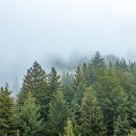 An image of redwood trees in fog