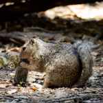 Squirrel munches on vole