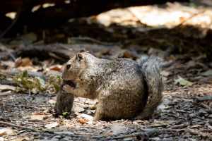 Squirrel munches on vole