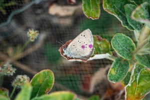 A silvery blue butterfly