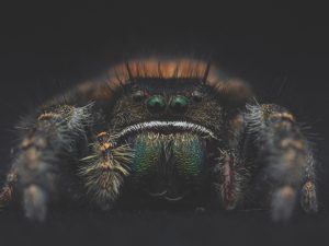 A cute hairy spider