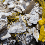 images of oysters being bagged for research