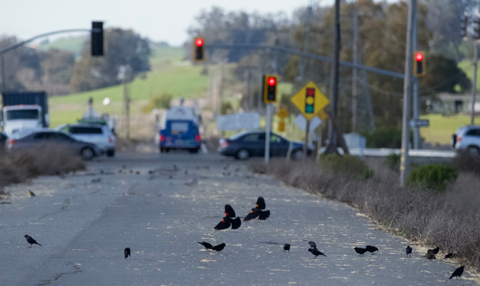 brewers and red-winged blackbirds