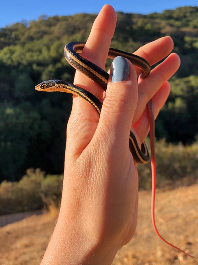 Hand holding Alameda whipsnake