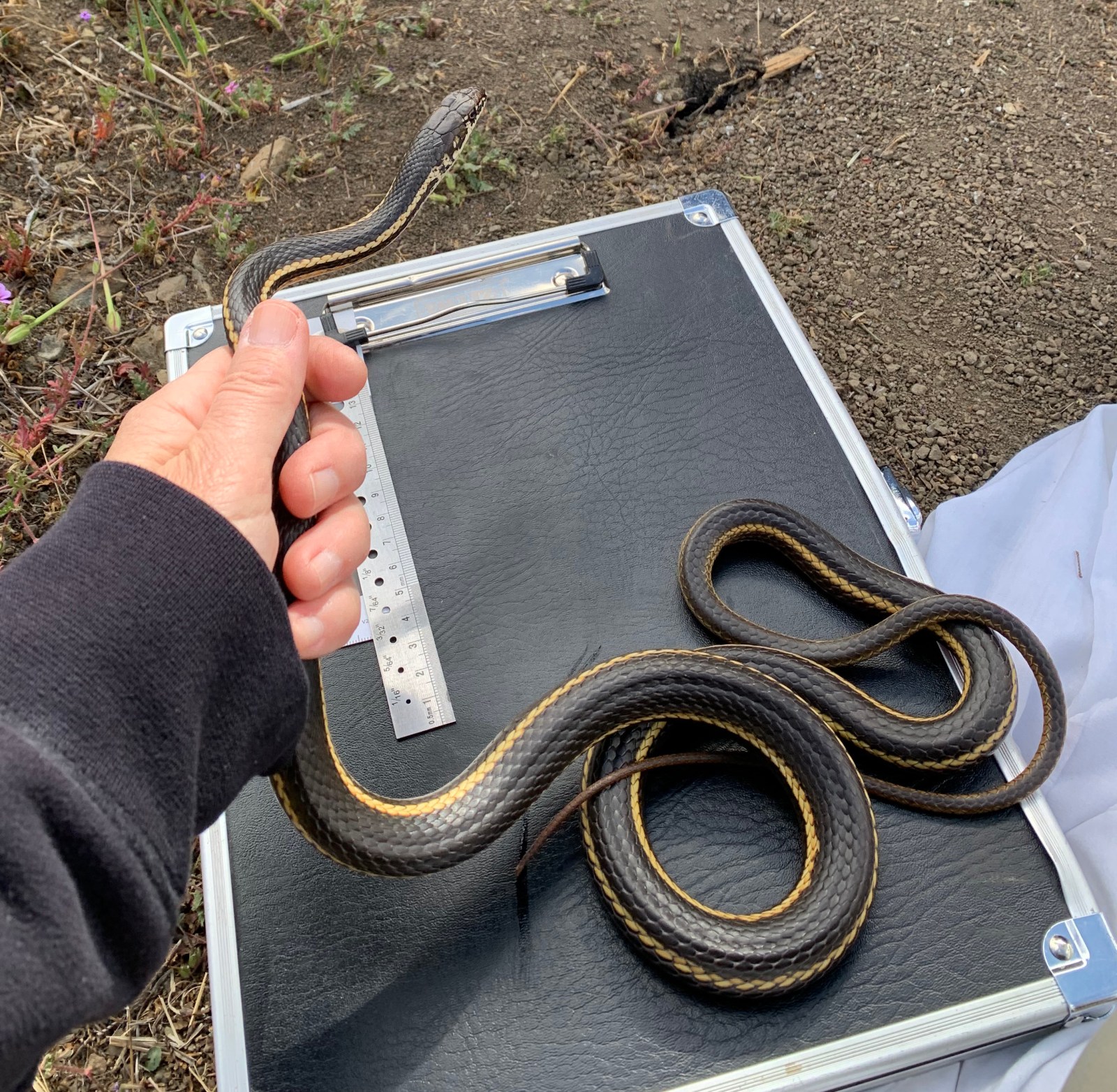 Closeup of Alameda whipsnake