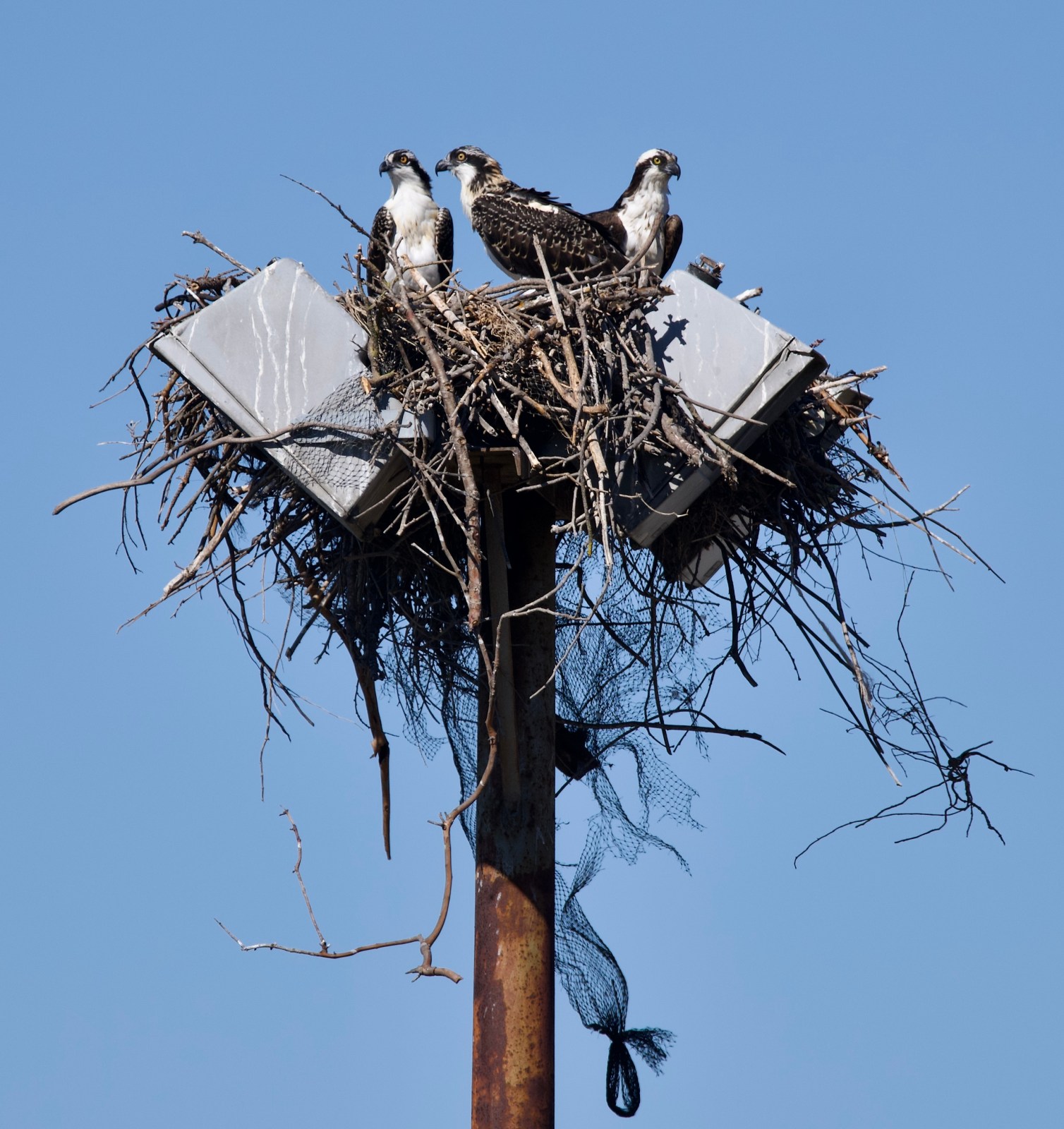 osprey in nest
