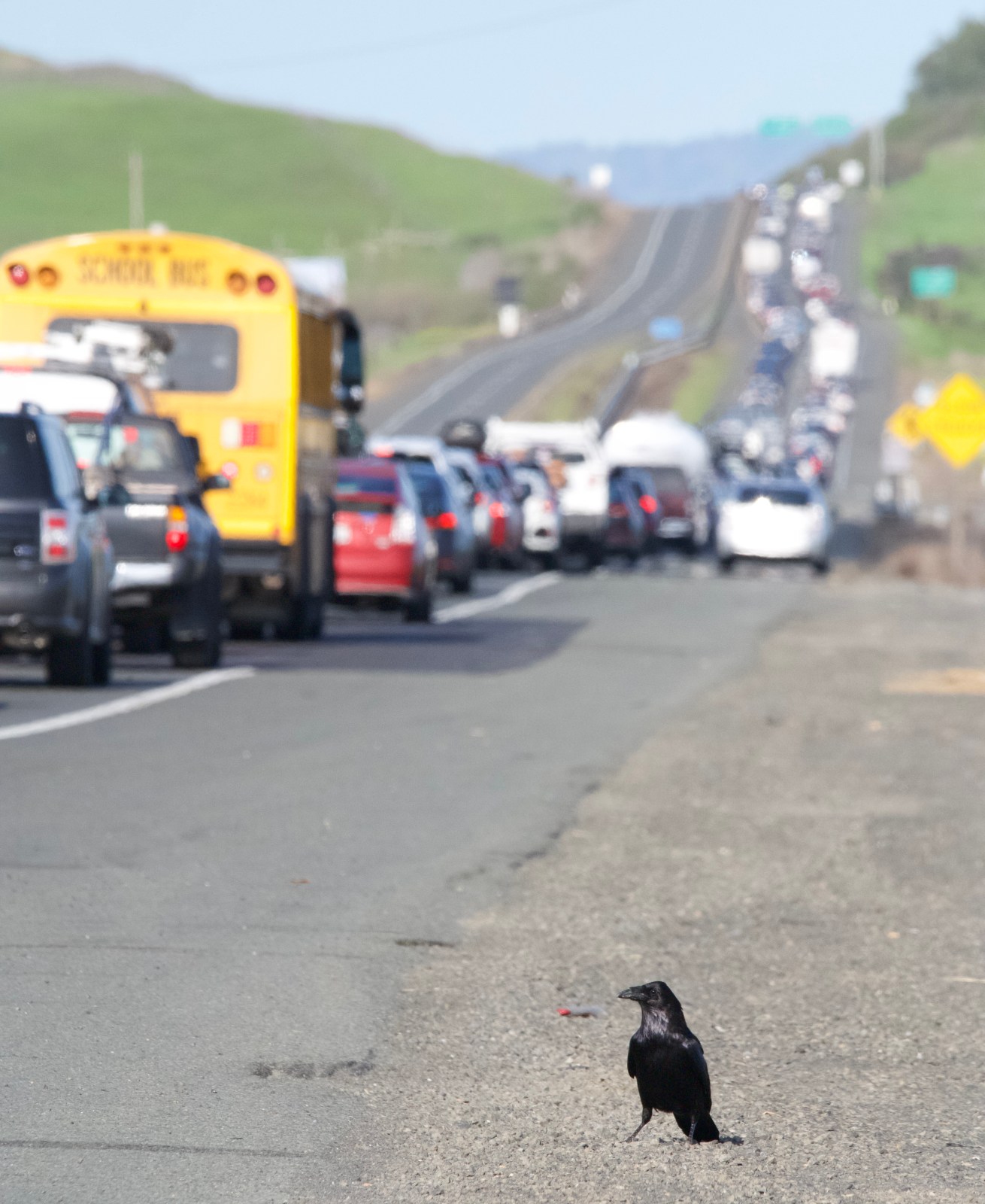 a raven on a road