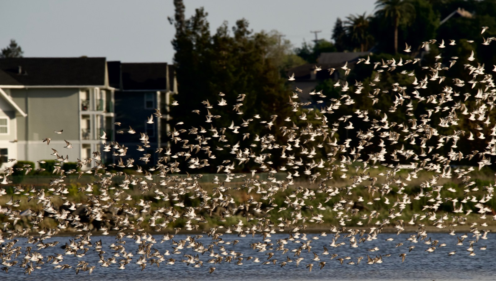 sandpipers in flight
