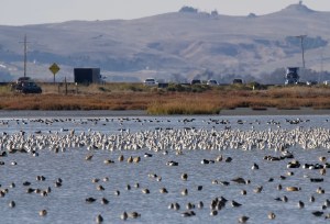 a close up of shorebirds and ducks