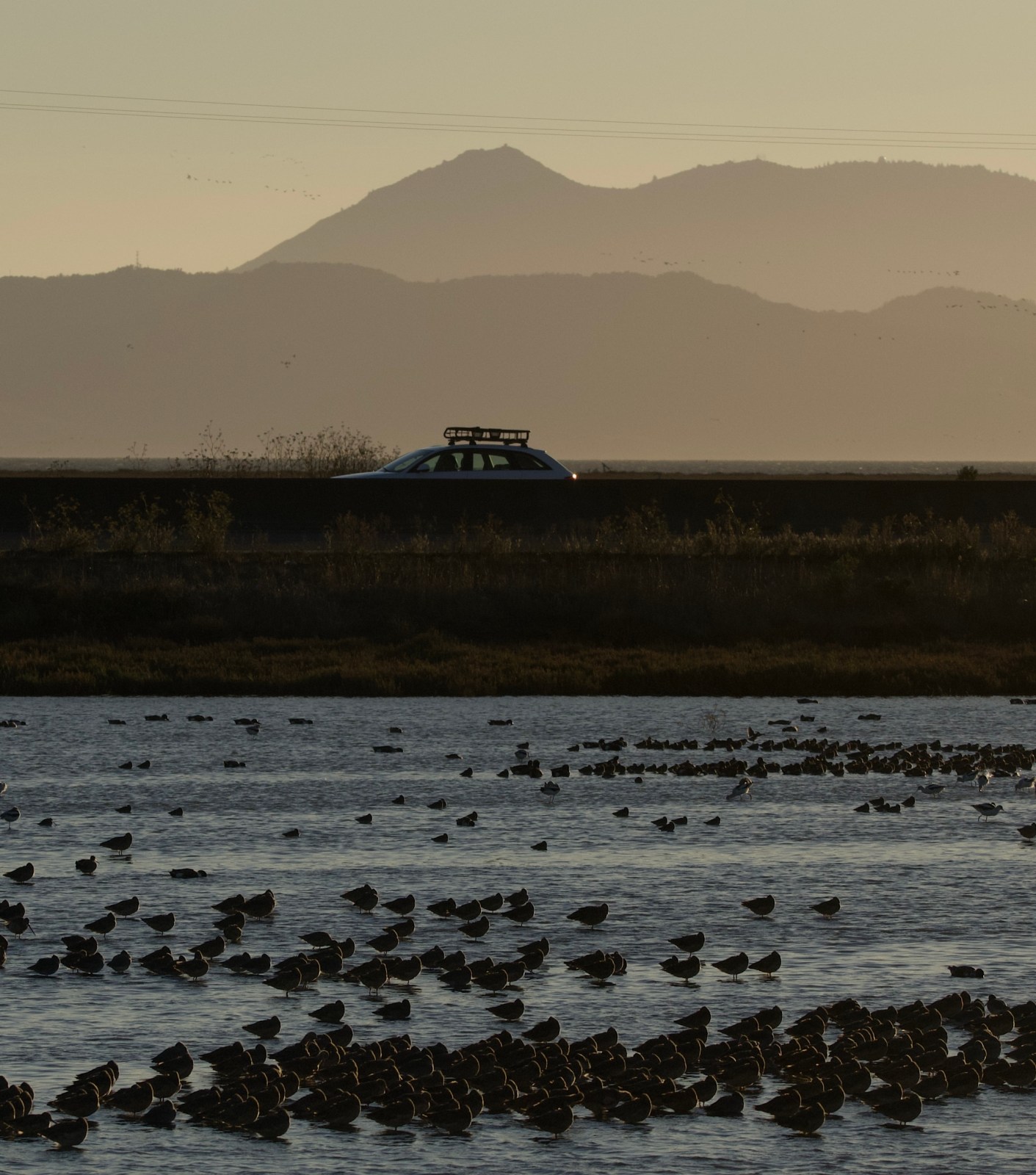 shorebirds setle in