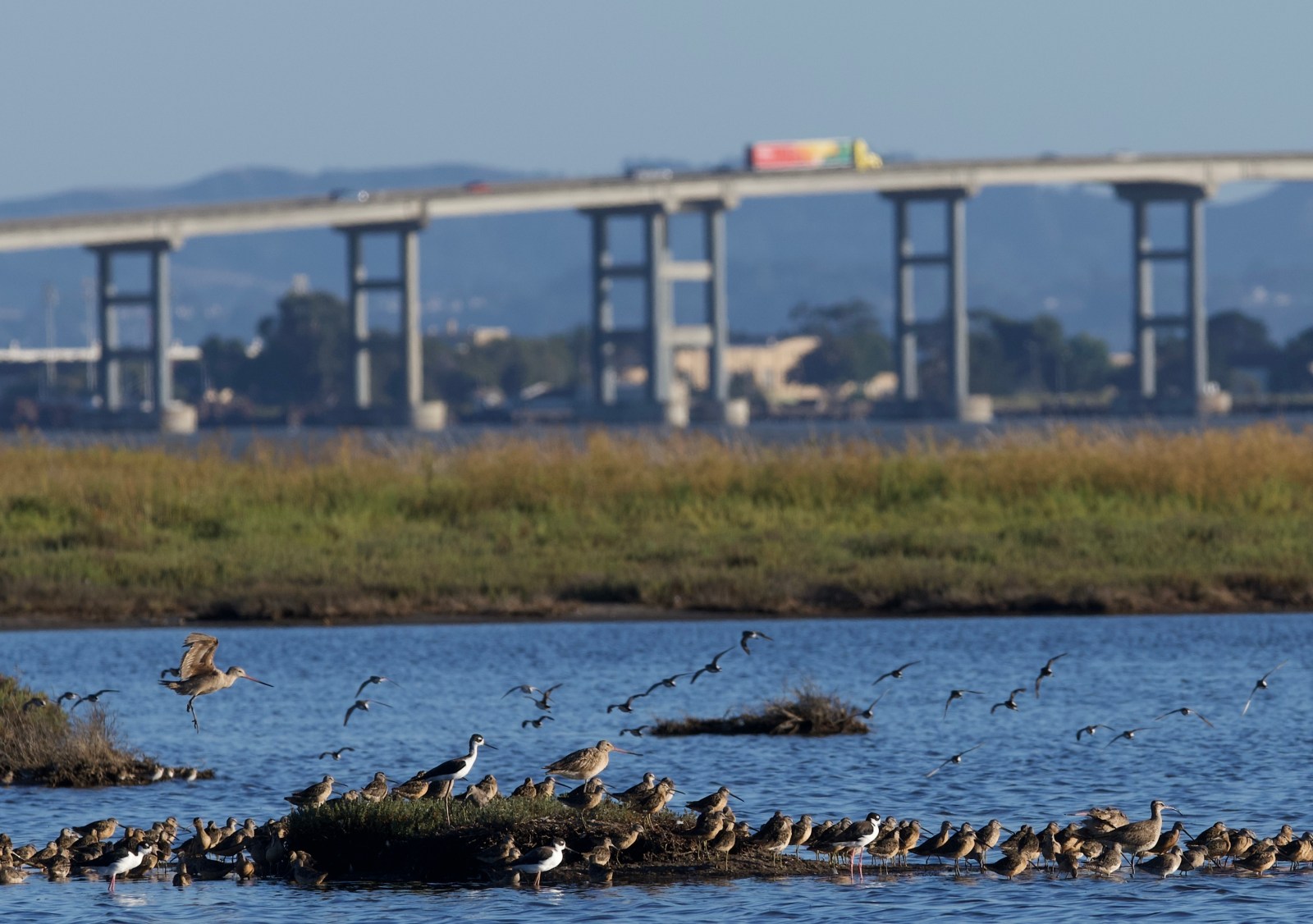 a range of shorebirds with a highway in the background