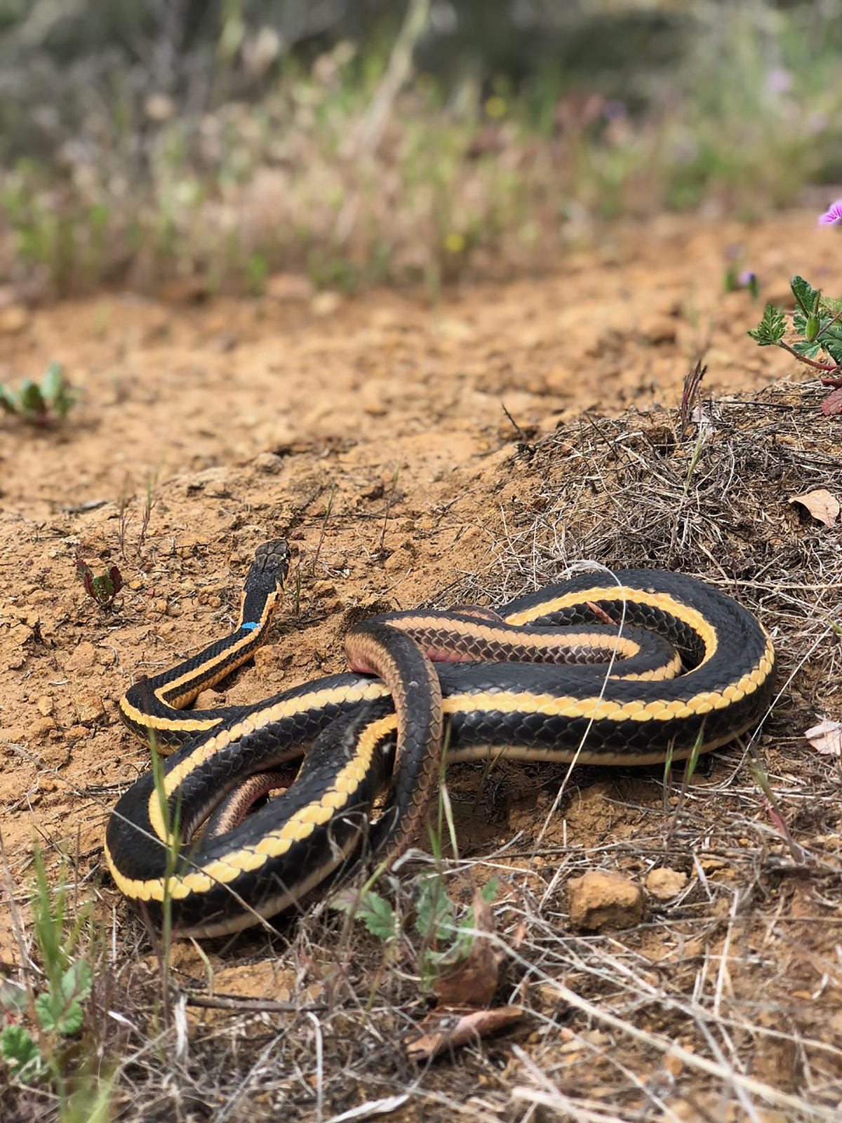 Whipsnake on ground