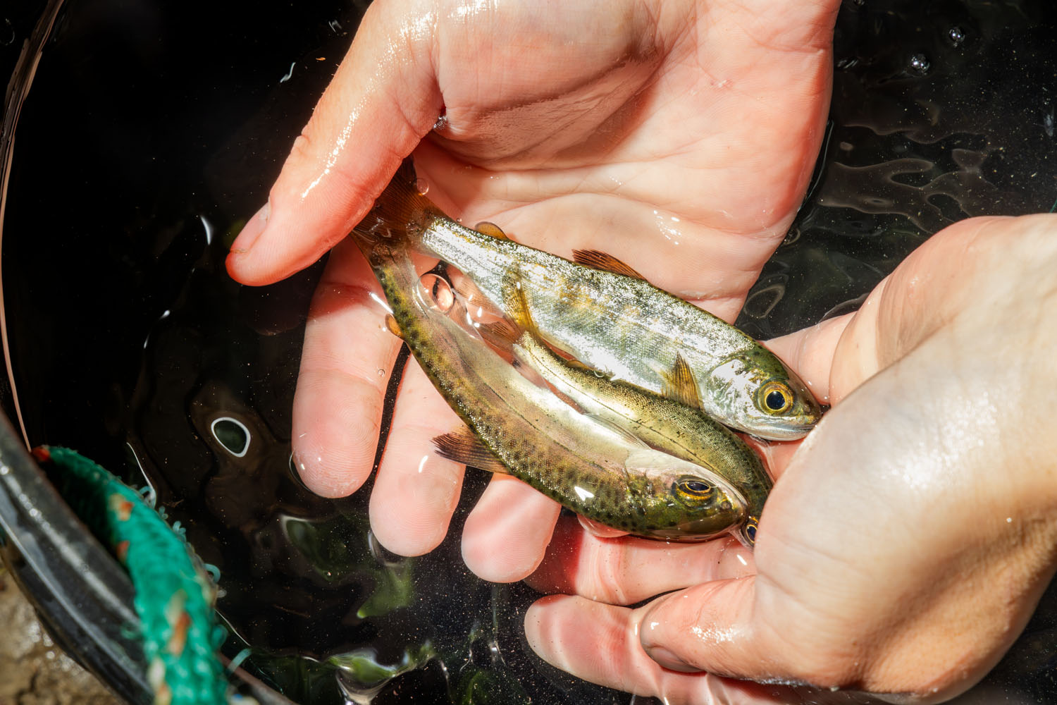 Conservationists Make An (Intentional) Mess In Mendocino