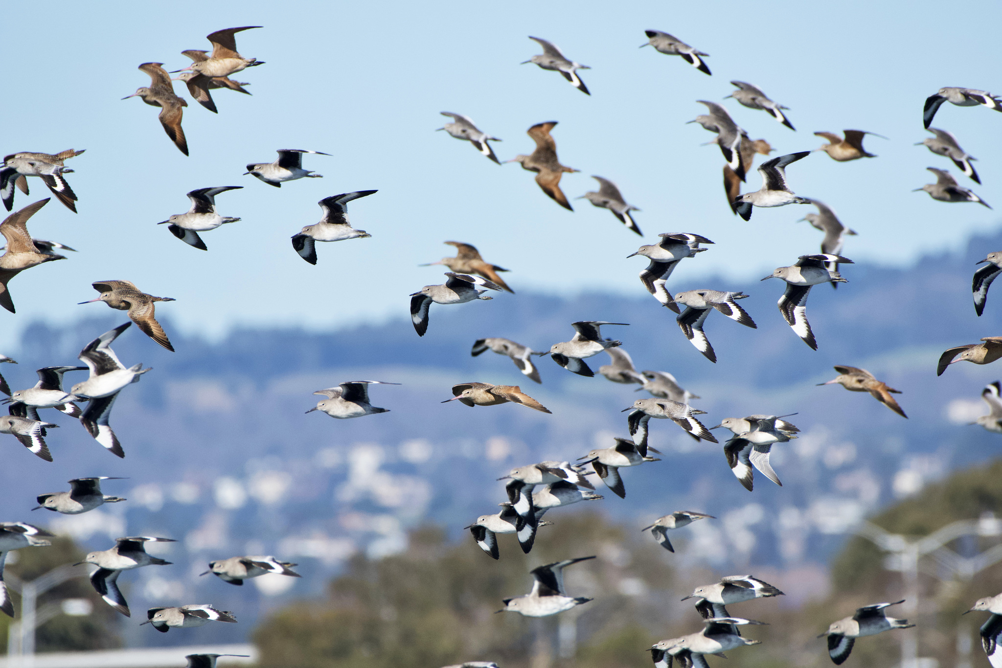 Some Birds in the Bay Are Doing OK