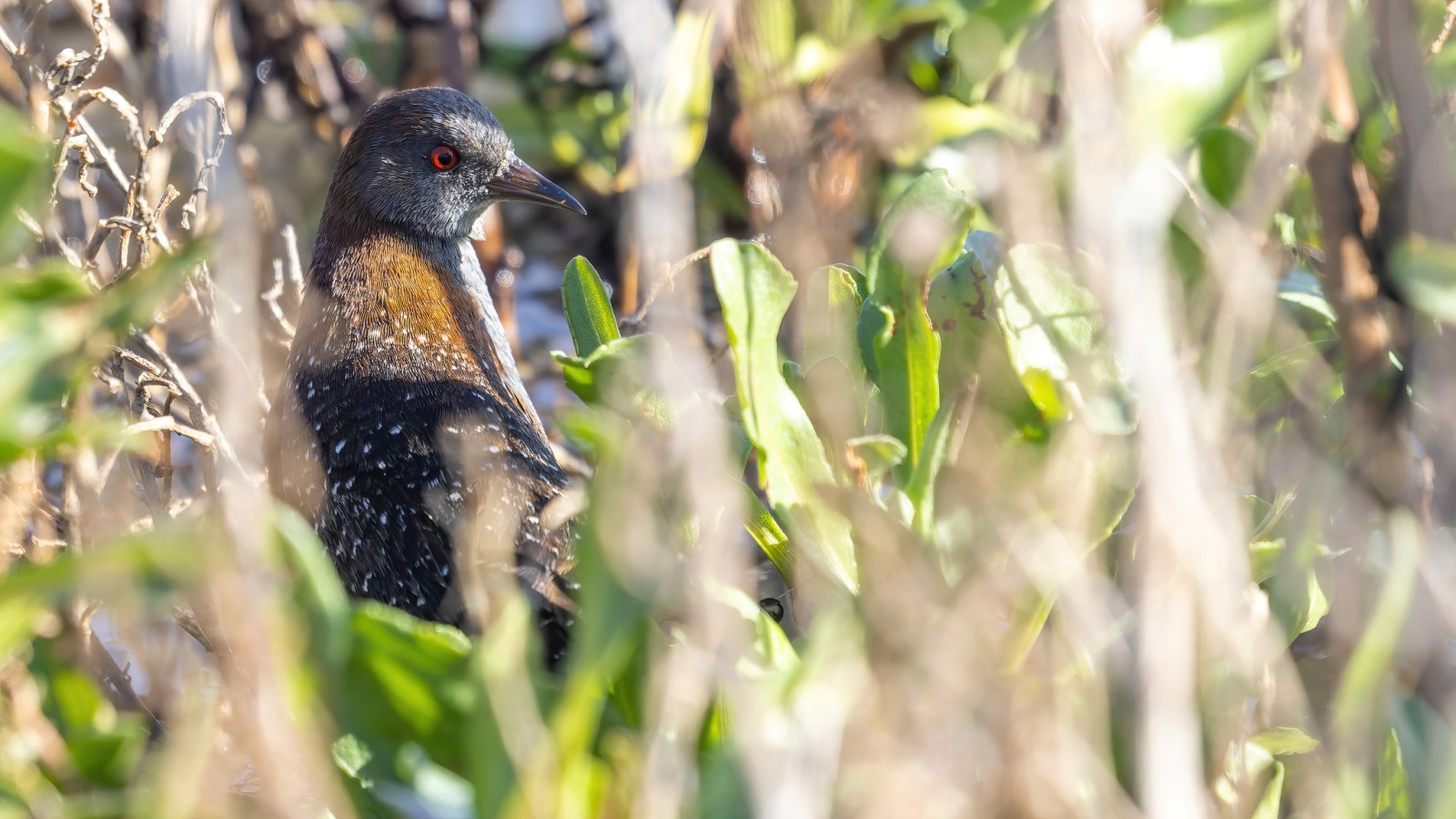 a black rail in the reeds