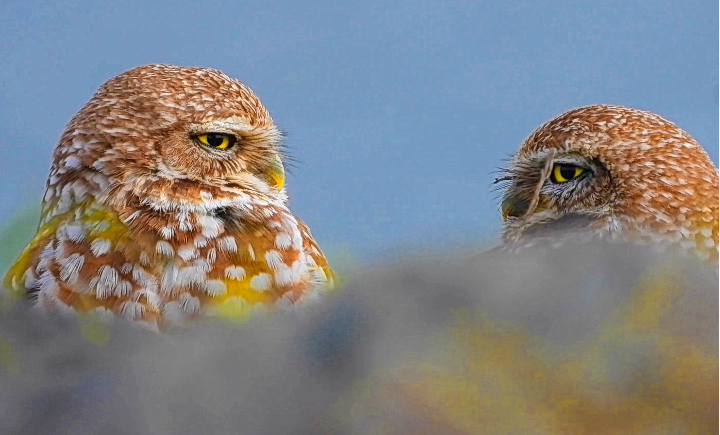 Two owls