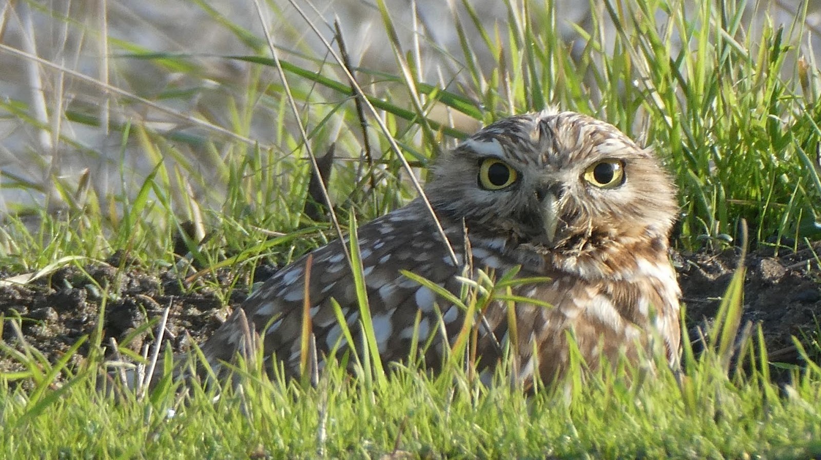 owl in burrow