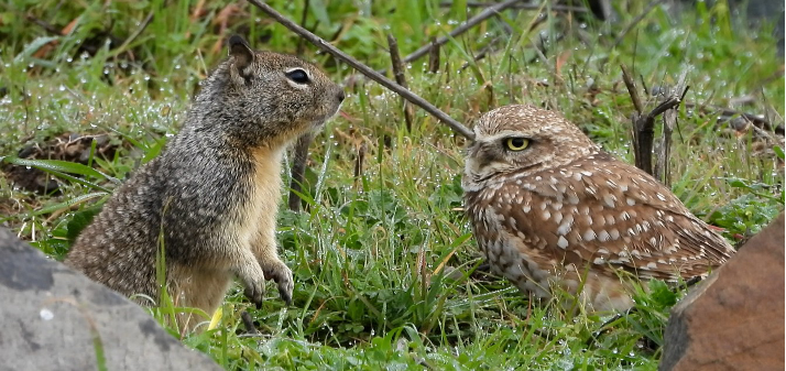 Owl faceoff with ground squirrel