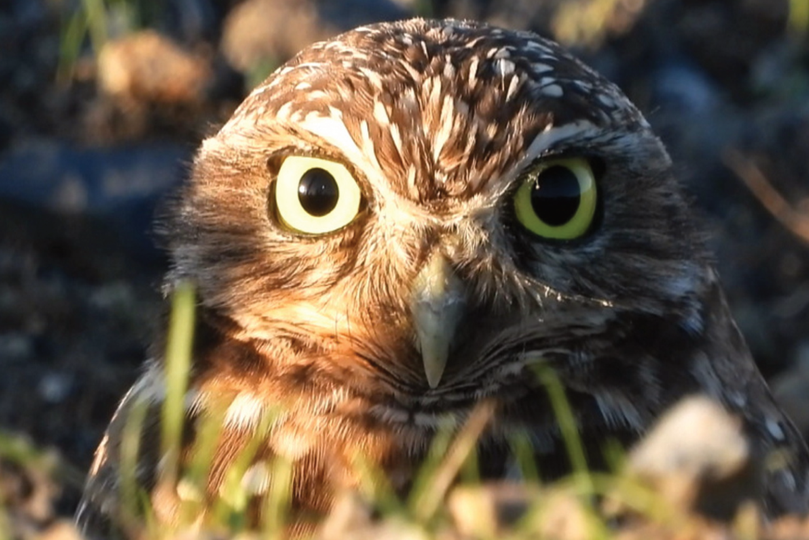 A burrowing owl eye closeup