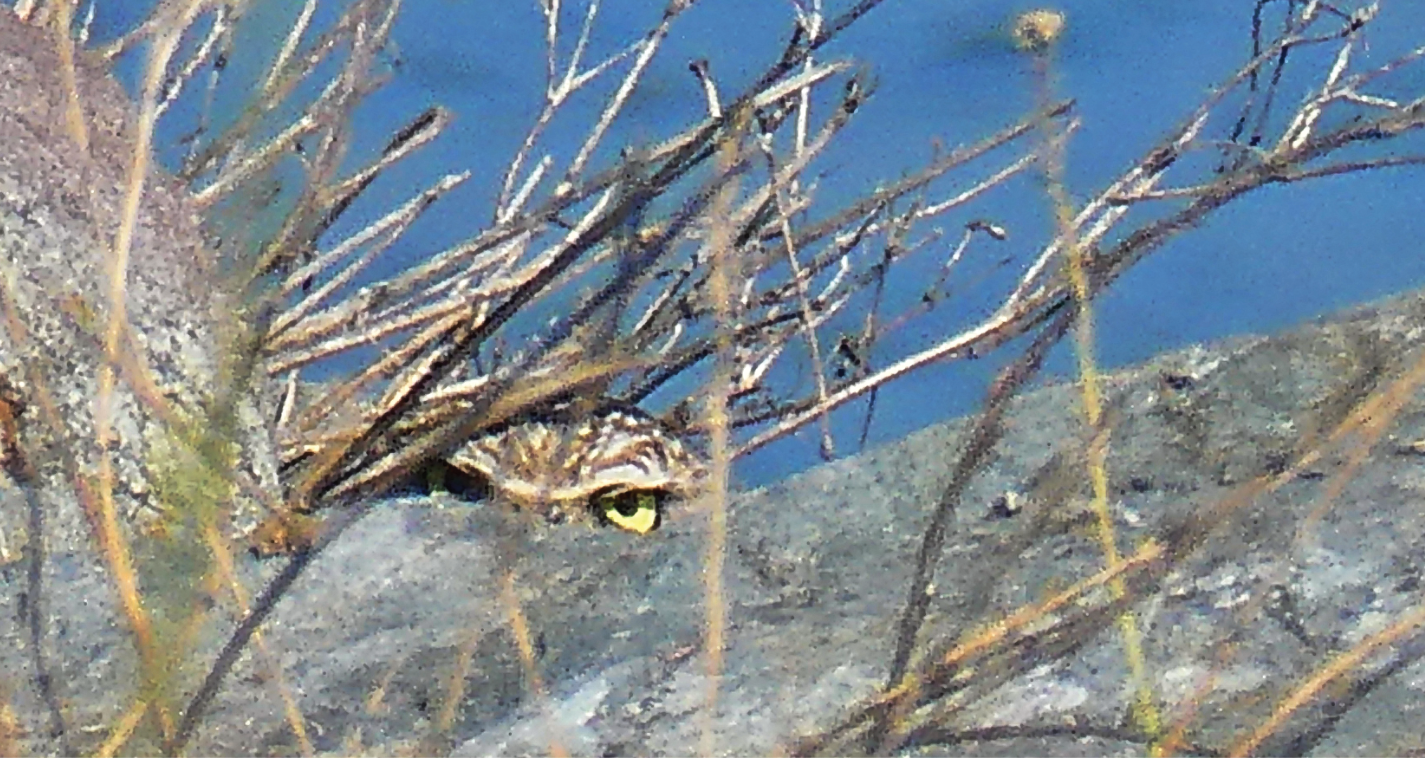 Owl in riprap