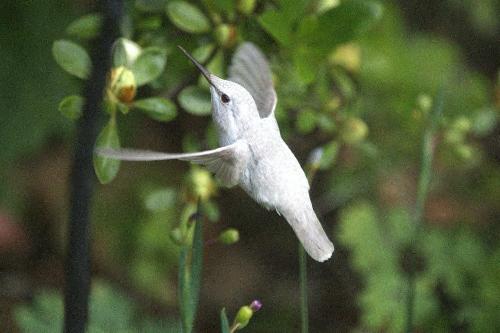 white hummingbird