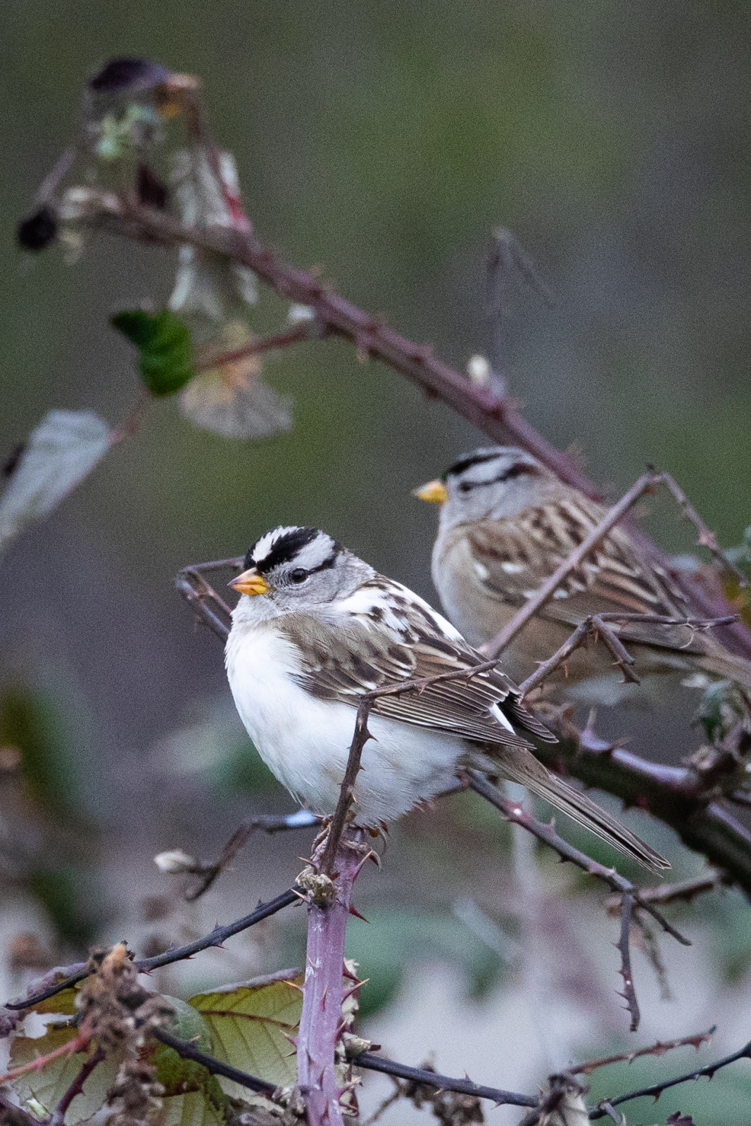 leucistic white-crowned sparrow