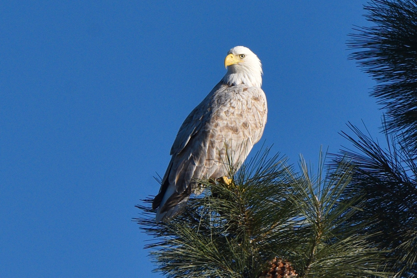 bald eagle